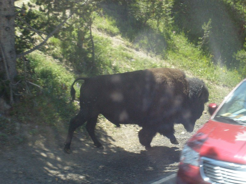 Trip (132).JPG - A buffalo walks along the road in Yellowstone National Park